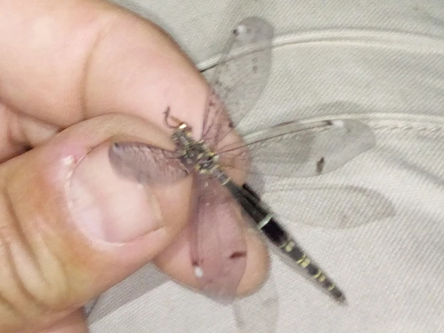 Distoleon tetragrammicus - négyfoltos hangyaleső