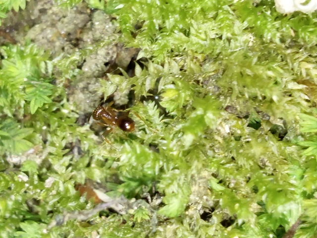 Aphaenogaster subterranea - vörös karcsúhangya