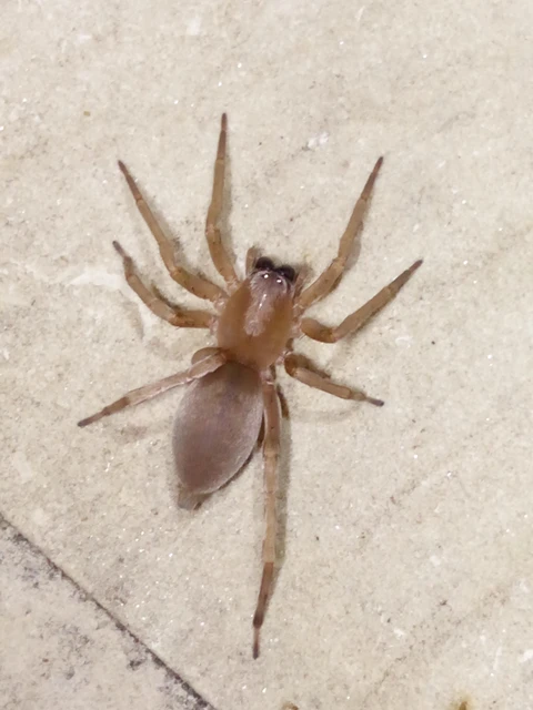 Araneae - Pókok