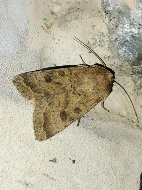 Hoplodrina octogenaria - barna selymesbagoly