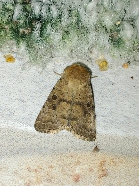 Hoplodrina octogenaria - barna selymesbagoly