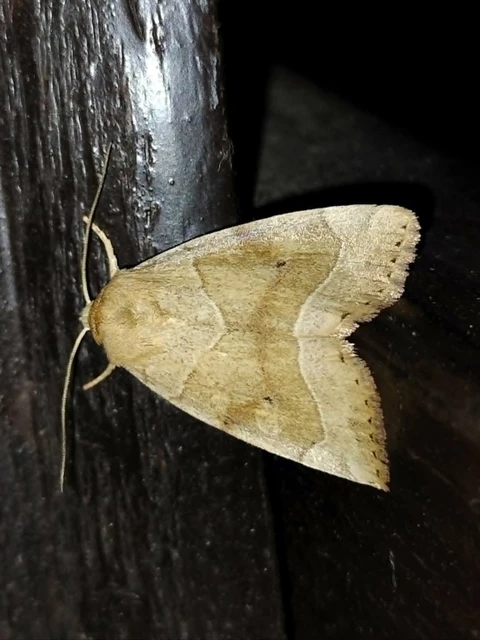 Cosmia trapezina - közönséges lombbagoly