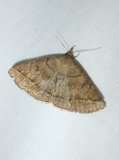 Zanclognatha lunalis - pelyheslábú karcsúbagoly