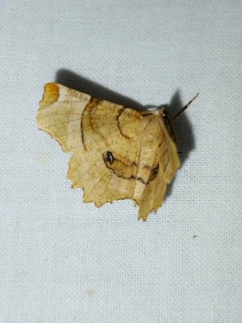 Selenia lunularia - egyfoltos holdasaraszoló