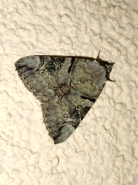 Catocala hymenaea - kökény-övesbagoly