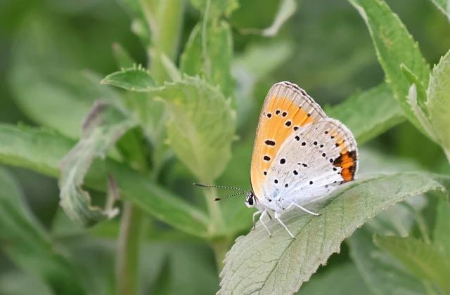 Lycaena dispar rutilus - nagy tűzlepke