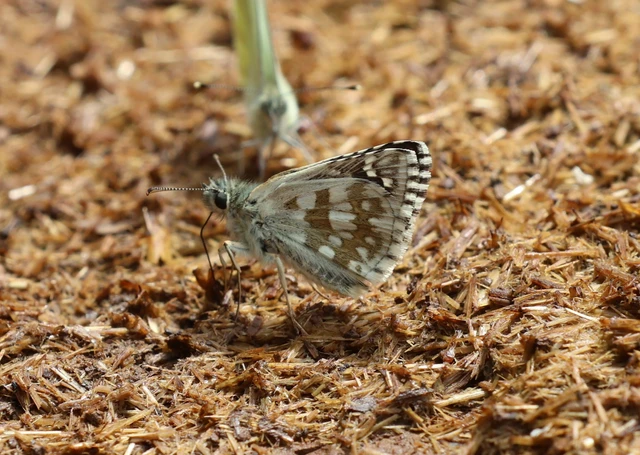 Pyrgus carthami - nagy busalepke