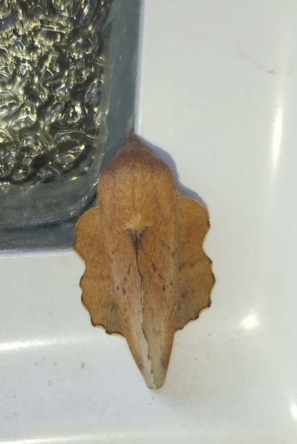 Phyllodesma tremulifolia - nyárlevélpohók