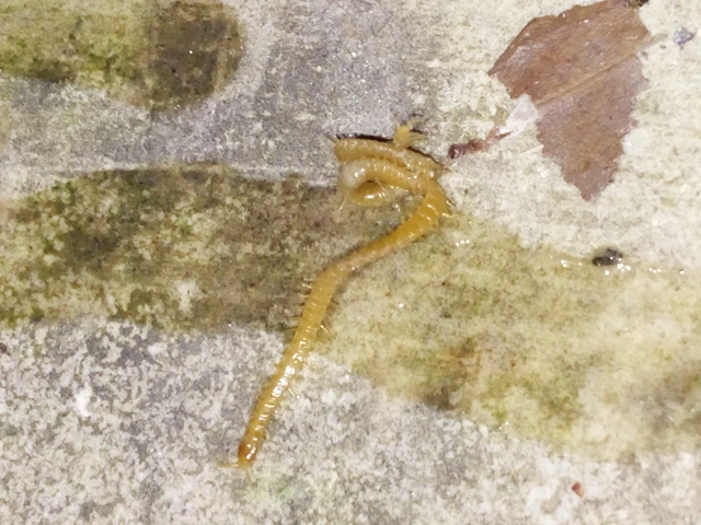 Chilopoda - Százlábúak