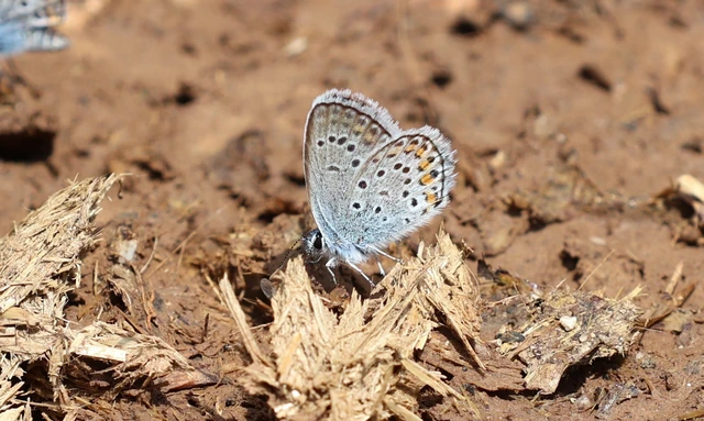 Plebejus argus - ezüstös boglárka