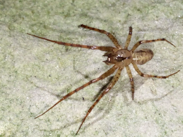 Araneae - Pókok