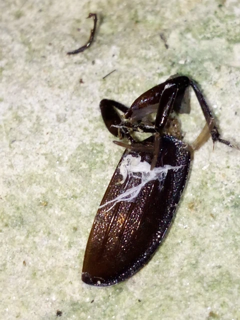 Silphidae - dögbogárfélék