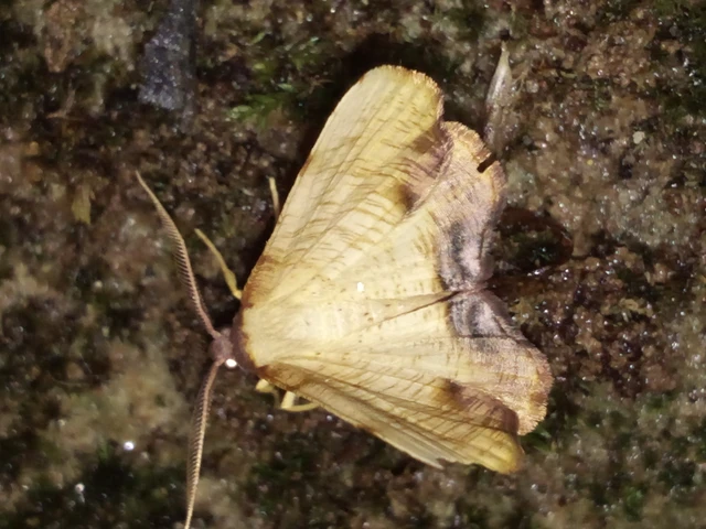 Plagodis dolabraria - baltaszárnyú araszoló