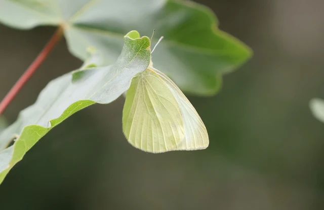 Pieris rapae - répalepke