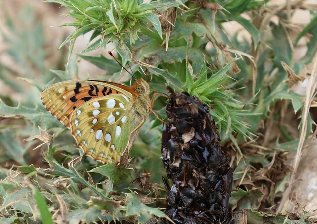 Argynnis aglaja - kerekfoltú gyöngyházlepke