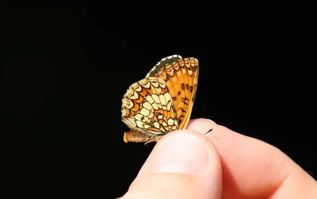 Melitaea athalia - közönséges tarkalepke