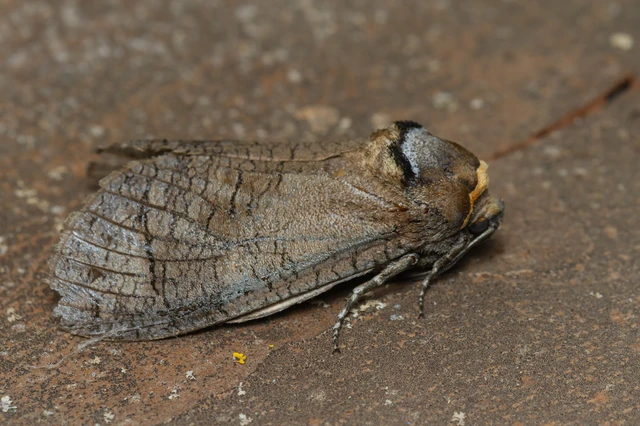 Cossus cossus - fűzfarontólepke