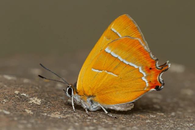 Thecla betulae - nyírfalepke