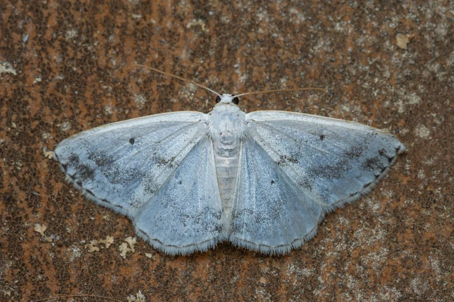 Lomographa temerata - foltos fehéraraszoló