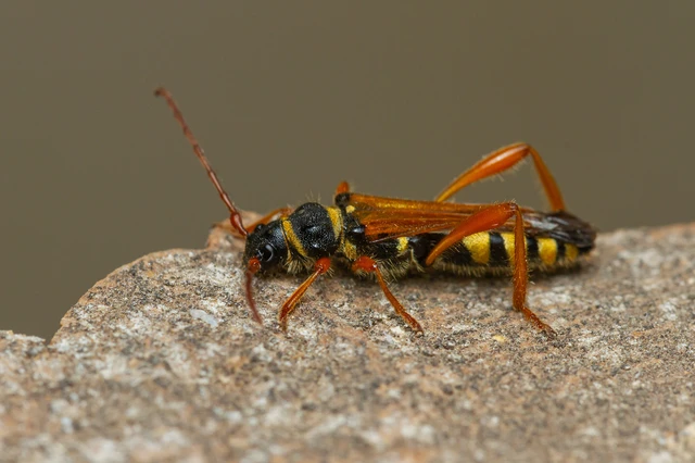 Stenopterus flavicornis - sárgacsápú keskenyfedőscincér