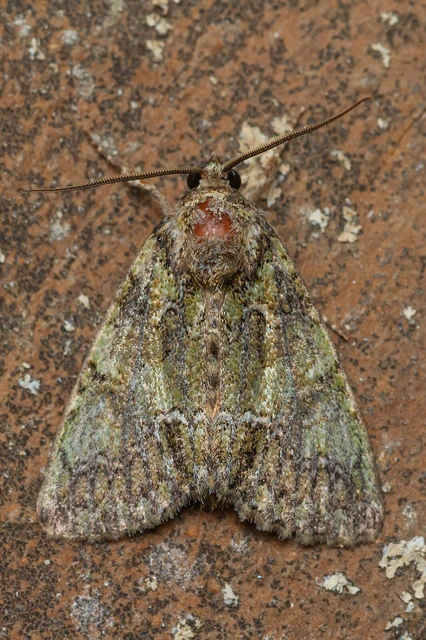 Polyphaenis sericata - selyemfényű erdeibagoly