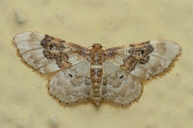 Idaea rusticata - tarka apróaraszoló