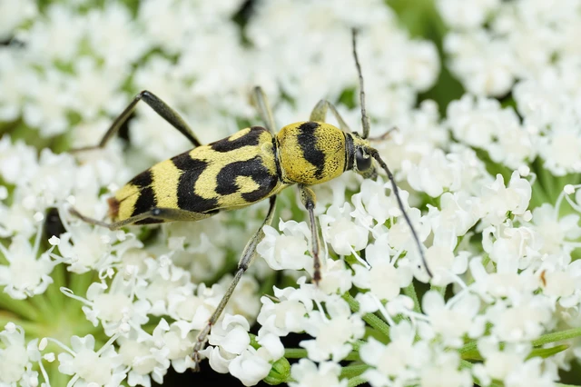 Chlorophorus varius - díszes darázscincér Chlorophorus varius - díszes darázscincér
