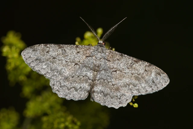 Hypomecis punctinalis - pettyes faaraszoló