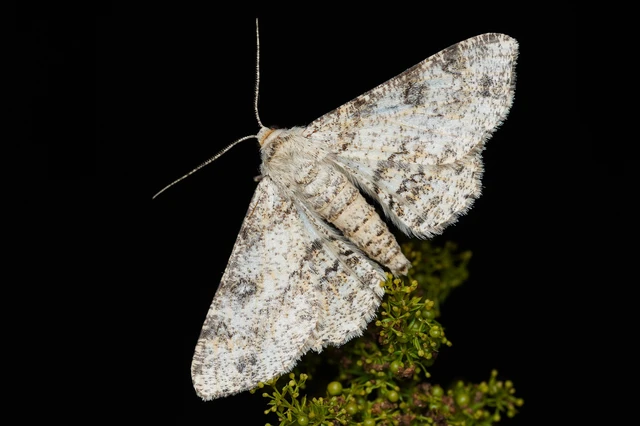 Ascotis selenaria - holdas faaraszoló