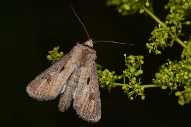 Agrotis exclamationis - felkiáltójeles földibagoly