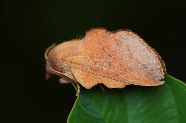 Phyllodesma tremulifolia - nyárlevélpohók