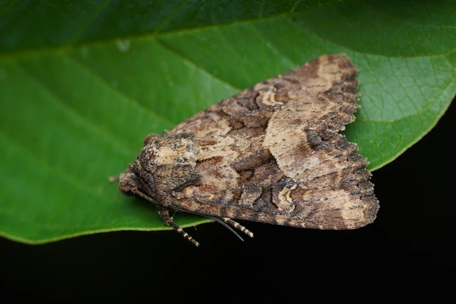 Mesapamea secalella/secalis