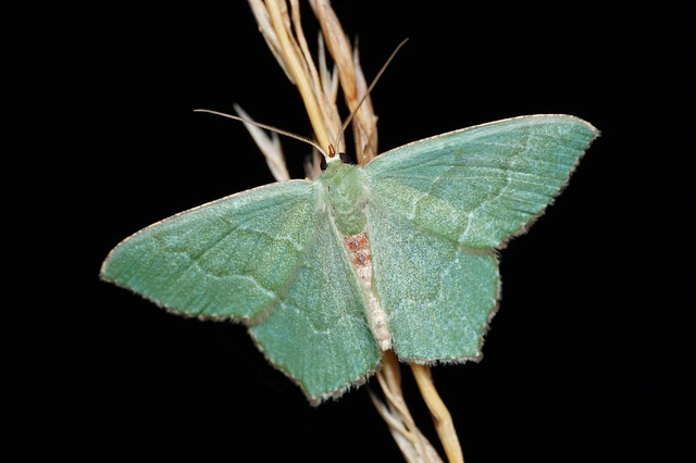 Hemithea aestivaria - nyír-zöldaraszoló