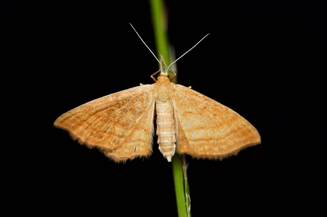 Idaea ochrata - okkerszínű sávosaraszoló