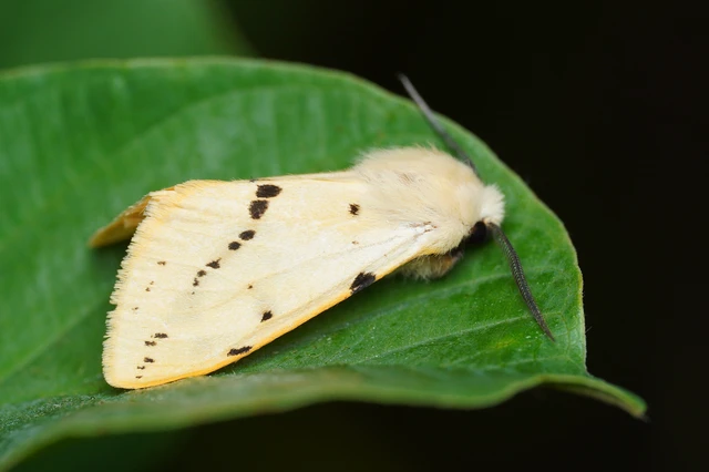 Spilarctia lutea - sárgás medvelepke