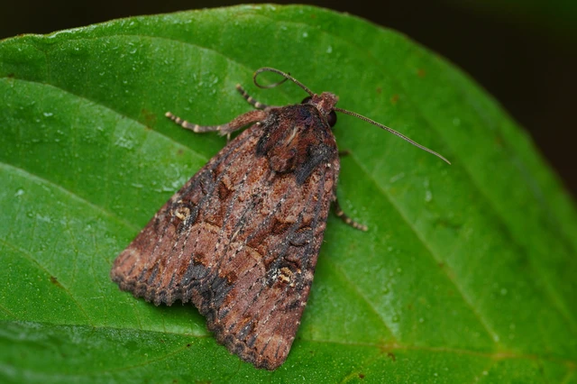 Mesapamea secalella/secalis