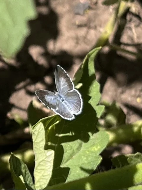 Celastrina argiolus - bengeboglárka