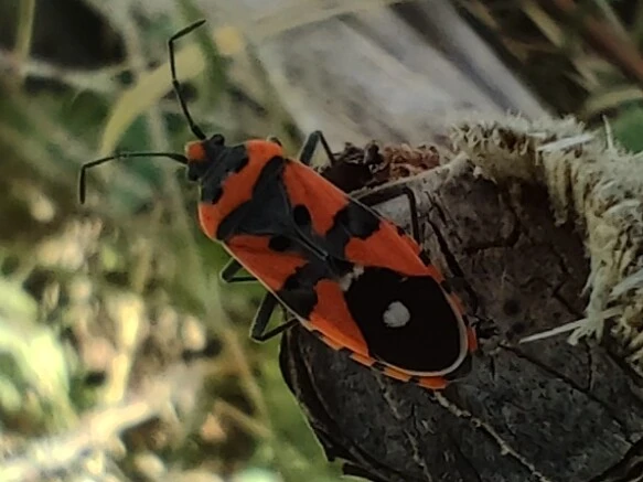 Lygaeus equestris/simulans