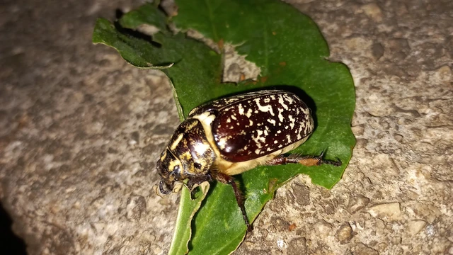 Polyphylla fullo - csapó cserebogár