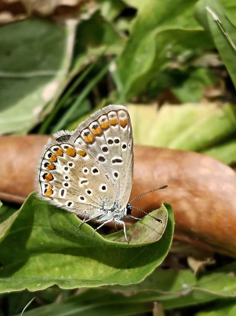 Polyommatus icarus - közönséges boglárka