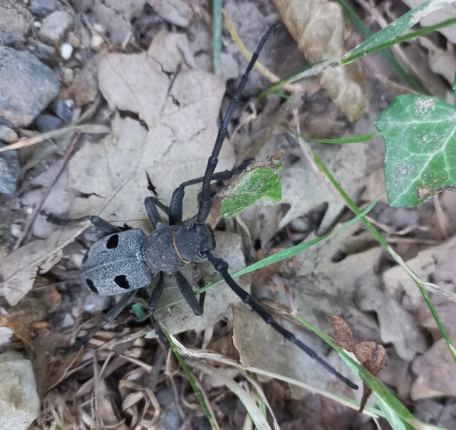 Morimus asper funereus - gyászcincér