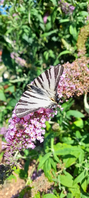 Iphiclides podalirius - kardoslepke