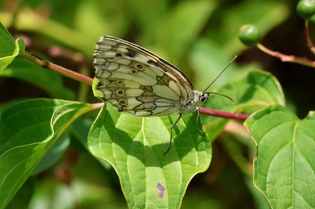 Melanargia galathea - sakktáblalepke