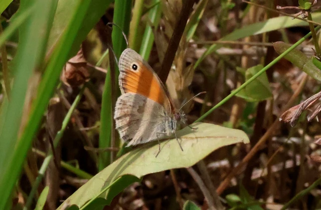 Coenonympha pamphilus - kis szénalepke