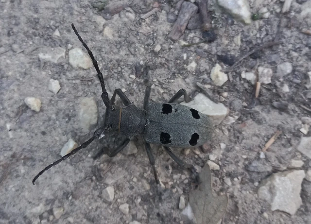 Morimus asper funereus - gyászcincér