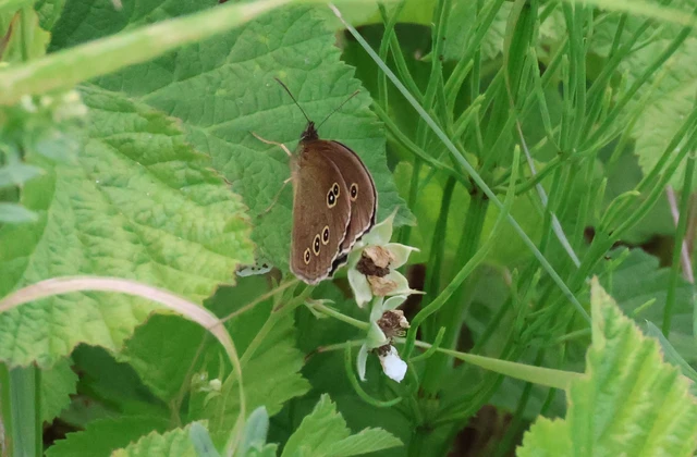 Aphantopus hyperanthus - közönséges ökörszemlepke