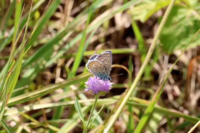 Polyommatus icarus - közönséges boglárka
