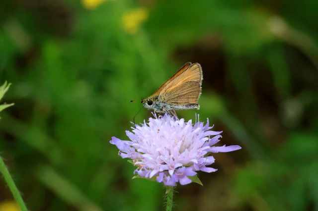 Thymelicus lineola - vonalas busalepke