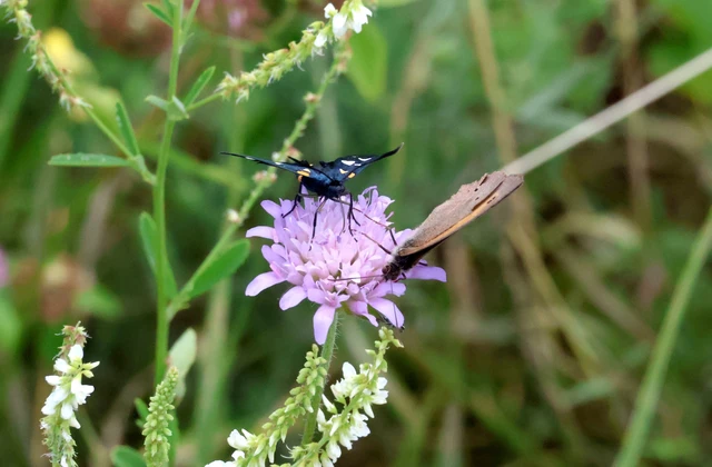 Zygaena ephialtes - változékony csüngőlepke
