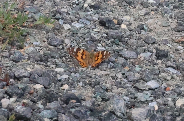Vanessa cardui - bogáncslepke